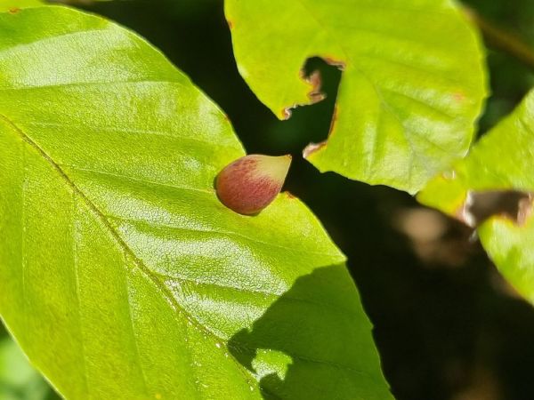 Byľomor bukov&yacute;