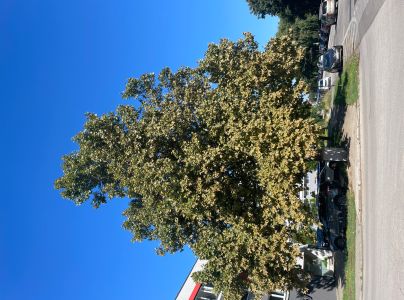 Sietnička platanov&aacute;