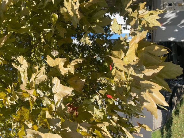 Sietnička platanov&aacute;