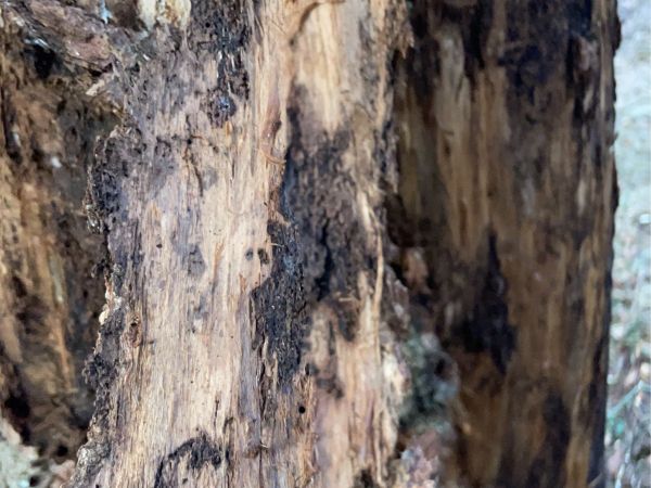 Podpňovka smrekov&aacute; 