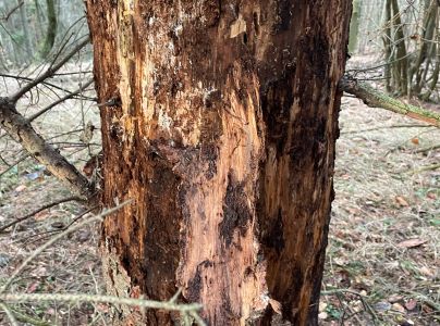 Podpňovka smrekov&aacute; 