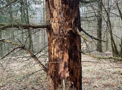 Podpňovka smrekov&aacute; 