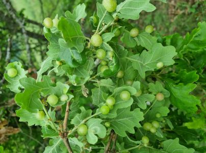 Hrčiarka Neuroterus quercusbaccarum