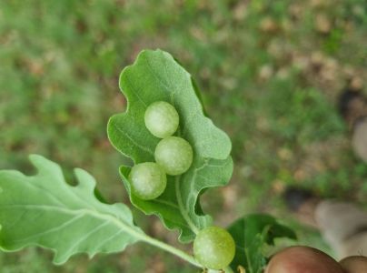 Hrčiarka Neuroterus quercusbaccarum