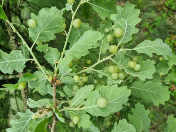 Hrčiarka Neuroterus quercusbaccarum