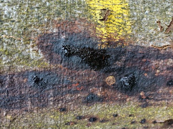 Lykožr&uacute;t bukov&yacute;