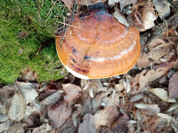 Pr&aacute;chnovček p&aacute;sikav&yacute; 