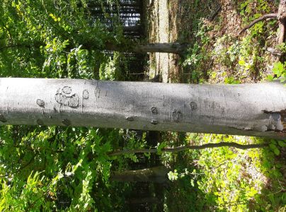 Lykožr&uacute;t bukov&yacute;