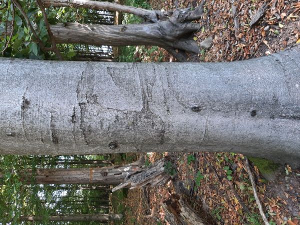 Lykožr&uacute;t bukov&yacute;