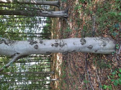 Lykožr&uacute;t bukov&yacute;