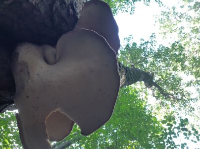 Tr&uacute;dnik &scaron;upinat&yacute;