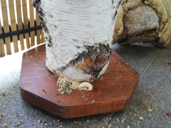 Drev&aacute;r fialov&yacute;