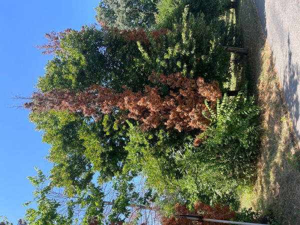 Krasoň borievkov&yacute;