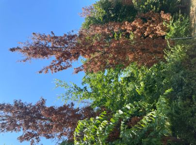 Krasoň borievkov&yacute;