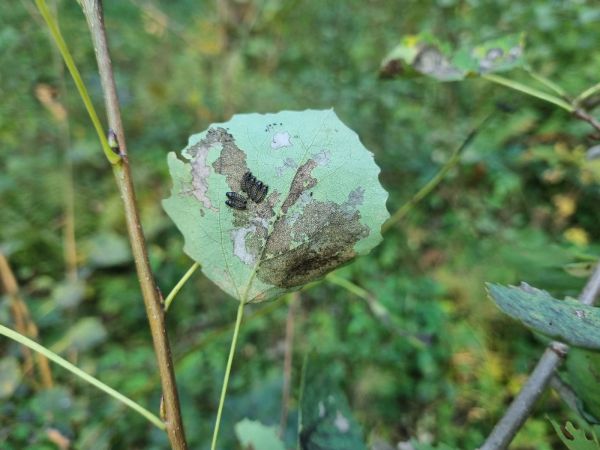 Liskavka Phyllodecta vitellinae