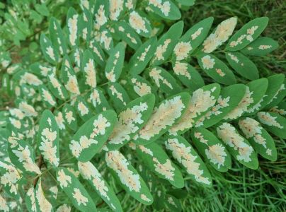 Psotka ag&aacute;tov&aacute; 