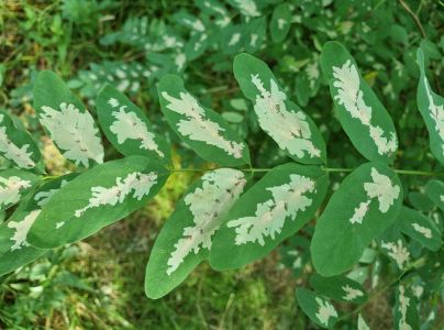 Psotka ag&aacute;tov&aacute; 