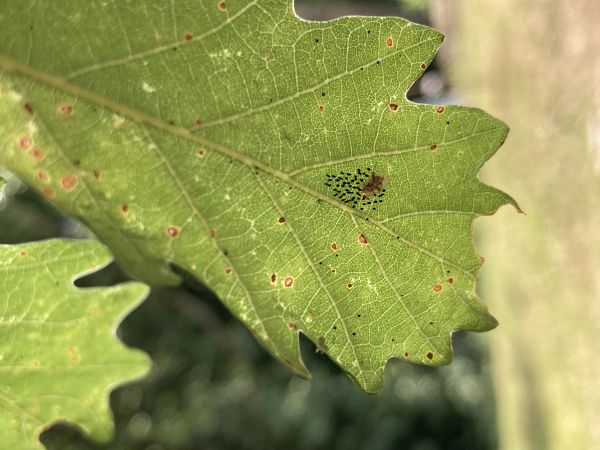 Sietnička dubov&aacute;