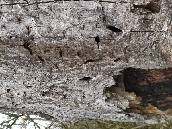 Fuz&aacute;č veľk&yacute;