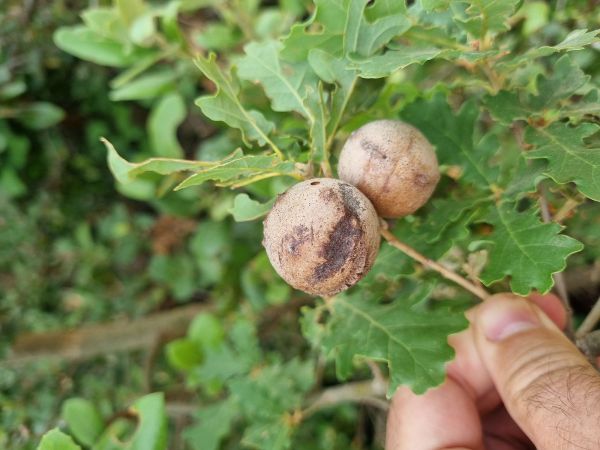 Hrčiarka Andricus quercustozae