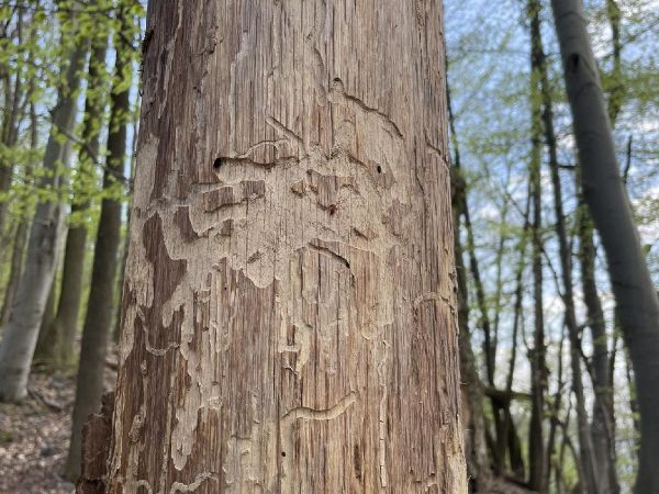 A - nejednoznačne určen&yacute;, nie sme si ist&iacute;