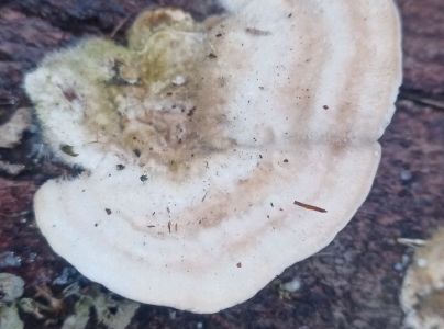 Tr&uacute;dnikovec chlpat&yacute;