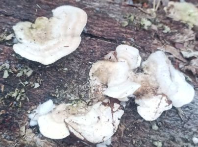 Tr&uacute;dnikovec chlpat&yacute;