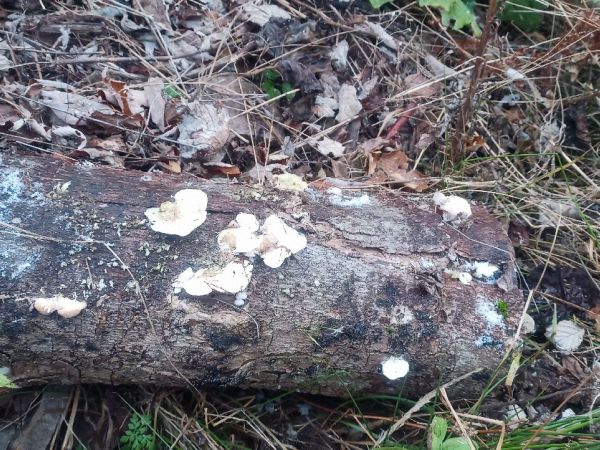 Tr&uacute;dnikovec chlpat&yacute;