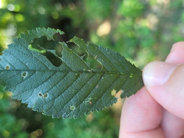 Ploskanka Aproceros leucopoda