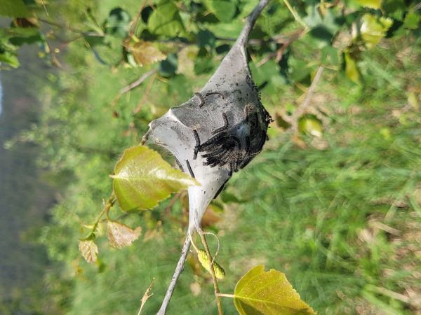 Priadkovec brezov&yacute;