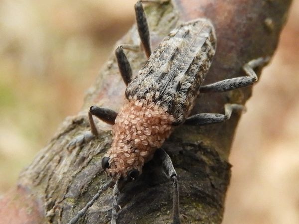 Fuz&aacute;č k&ocirc;rov&yacute;