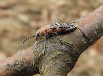 Fuz&aacute;č k&ocirc;rov&yacute;