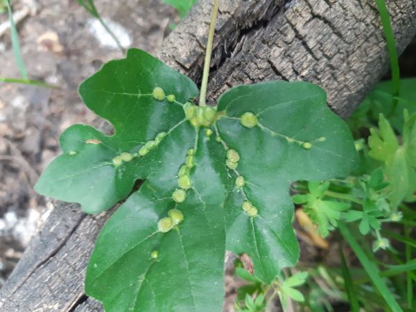 Roztoč Aceria macrochela 