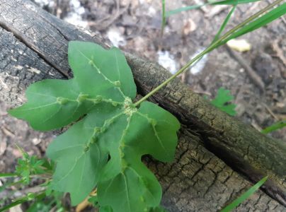 Roztoč Aceria macrochela 
