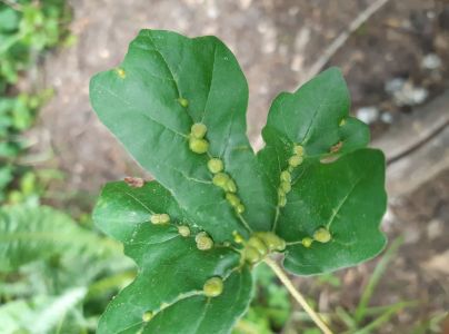 Roztoč Aceria macrochela 