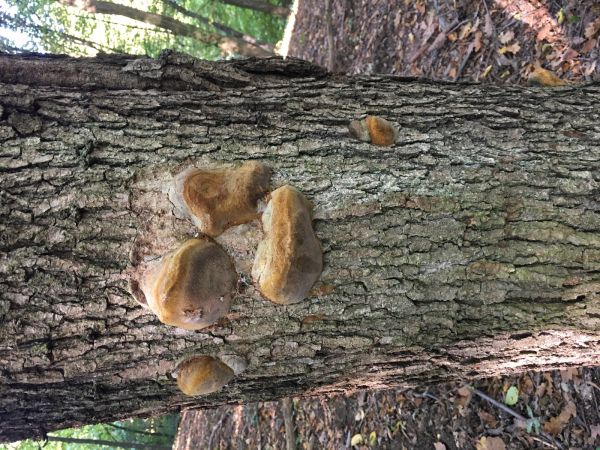 Ohňovec obyčajn&yacute;