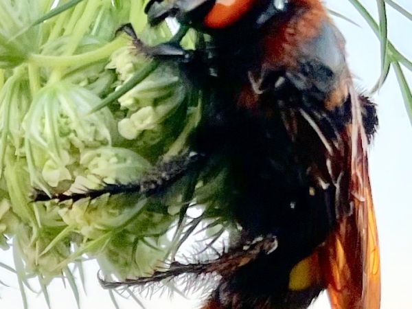 A - nie je v datab&aacute;ze