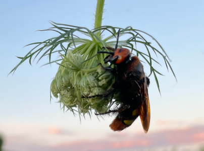 A - nie je v datab&aacute;ze