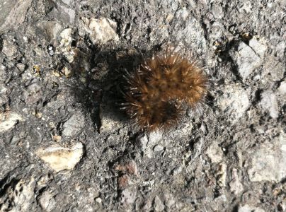 A - nejednoznačne určen&yacute;, nie sme si ist&iacute;