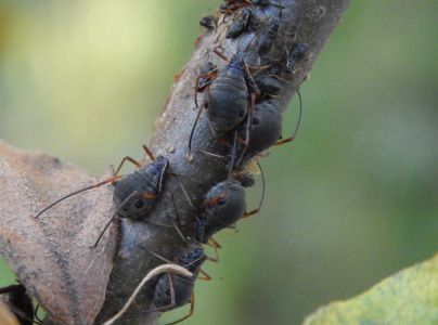 Medovnica dubov&aacute;