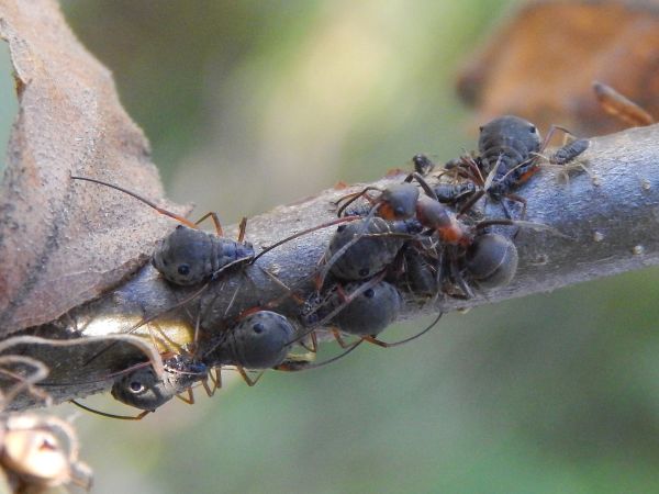 Medovnica dubov&aacute;