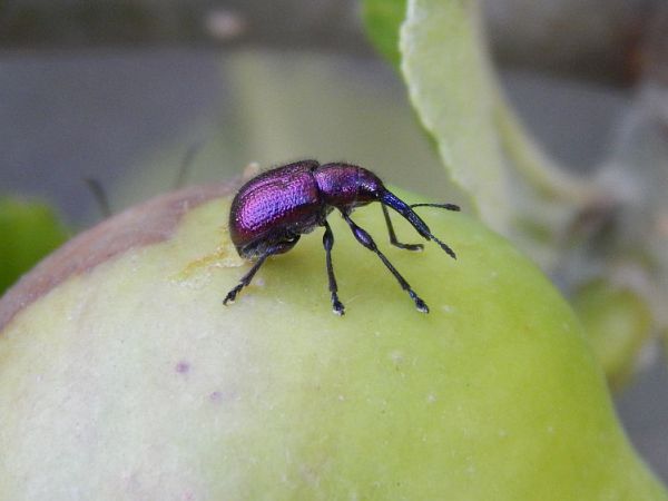 A - nie je v datab&aacute;ze