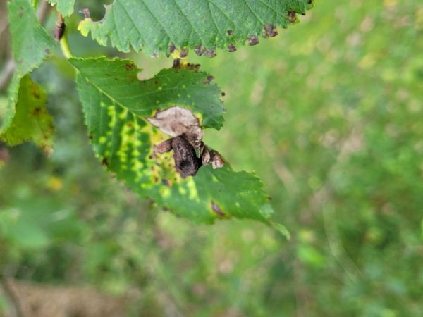 Vlnačka hladk&aacute;