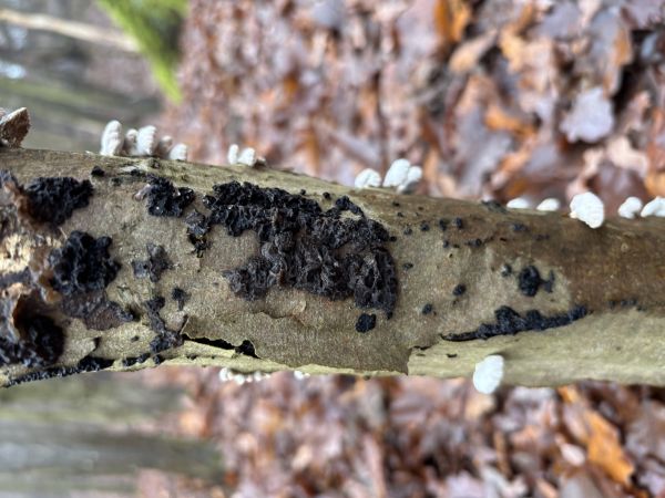 Tmavor&ocirc;solovec mozgovit&yacute;