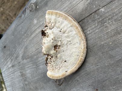 Tr&uacute;dnikovec hrbat&yacute;