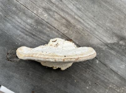 Tr&uacute;dnikovec hrbat&yacute;