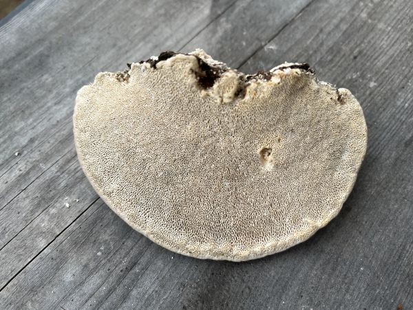 Tr&uacute;dnikovec hrbat&yacute;