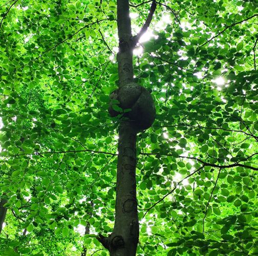 Miroslava Horáková 