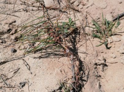 Ploskanka sadenicov&aacute;