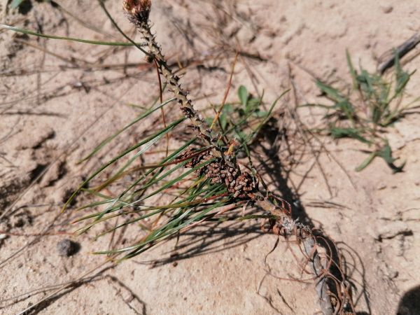 Ploskanka sadenicov&aacute;